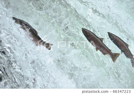 The upstream of cherry salmon (Sakura Falls, Kiyosato Town, Hokkaido) The upstream of cherry salmon (Sakura Falls, Kiyosato Town, Hokkaido) 66347223
