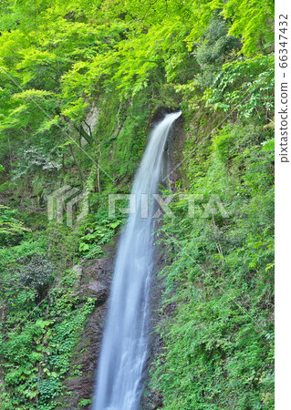 [Yoro Falls]岐阜縣Yoro區Yoro鎮高林 66347432