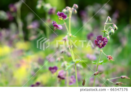 天竺葵Phaeum Samobor 66347576