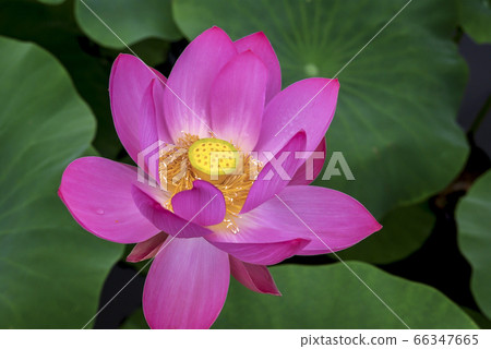 Lotus 66347665
