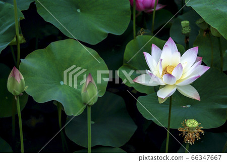 Lotus Lotus 66347667