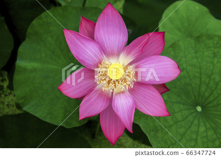 Lotus Lotus 66347724