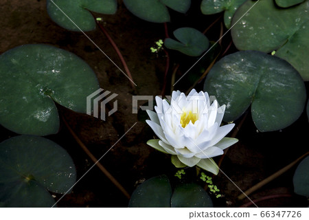 Lotus Lotus 66347726
