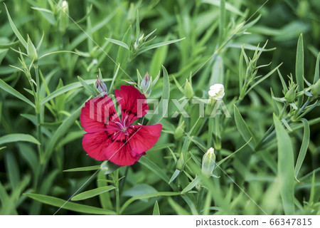 gillyflower gillyflower 66347815