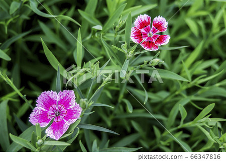 gillyflower gillyflower 66347816