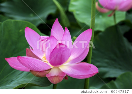 Lotus Lotus 66347817