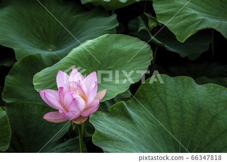 Lotus Lotus 66347818