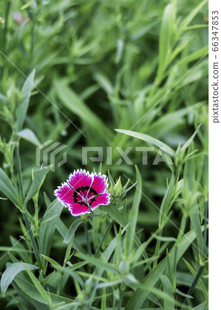 粉色植物 66347853