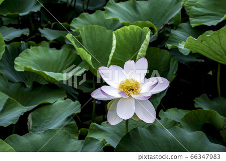 Lotus Lotus 66347983