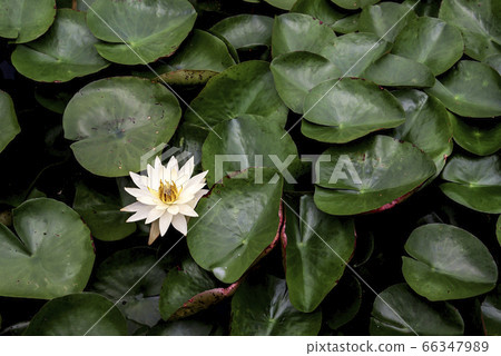 Lotus 66347989