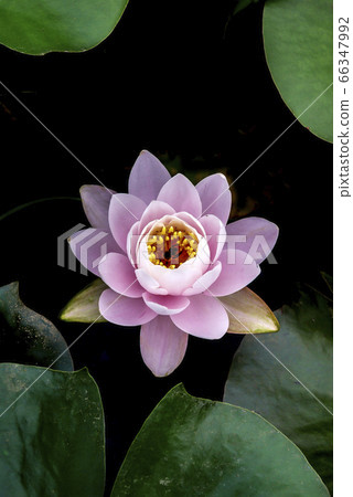 蓮花 蓮花 66347992