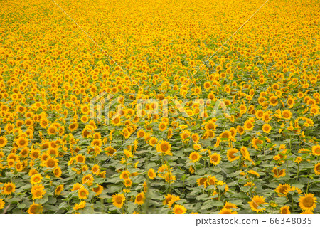 One side of sunflower 66348035