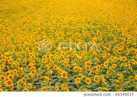 One side of sunflower 66348037