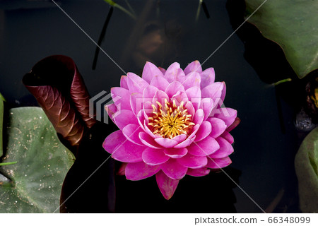 蓮花 蓮花 66348099