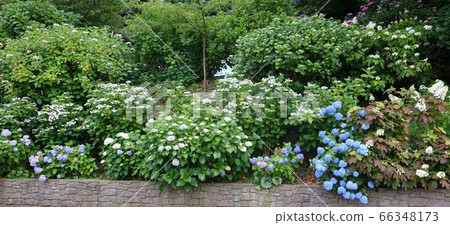 Various hydrangea hydrangea festival 66348173