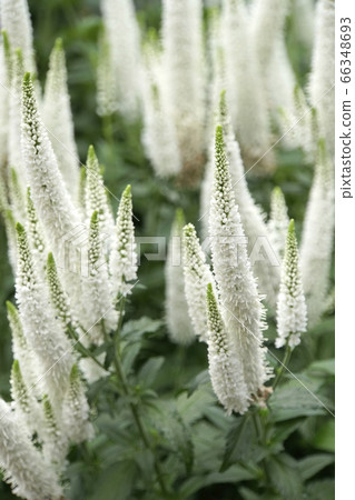White veronica flower 66348693