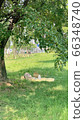 picnic 66348740