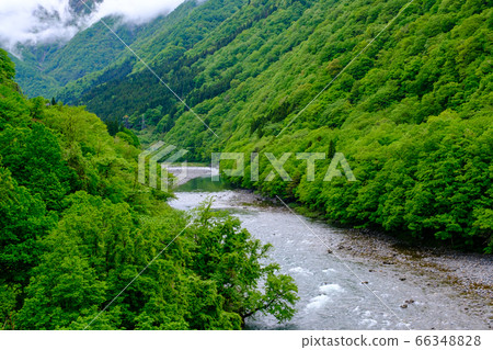 Gifu/Fresh green/Fog over the Jinzu River (Kogen River) 66348828