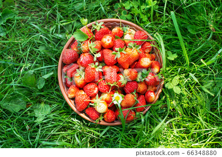 Strawberry in plate closeup 66348880