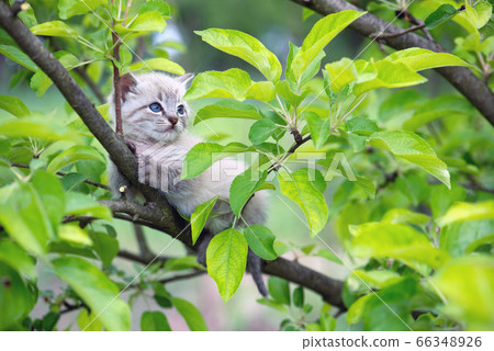 Small kitten with blue ayes on tree 66348926