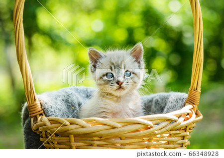 Small kitten with blue ayes in basket Small kitten with blue ayes in basket 66348928