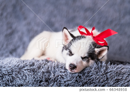 A small white dog puppy breed siberian husky 66348938