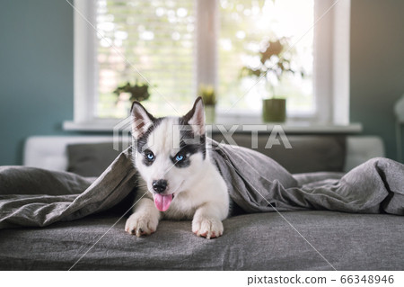 A small white dog puppy breed siberian husky A small white dog puppy breed siberian husky 66348946