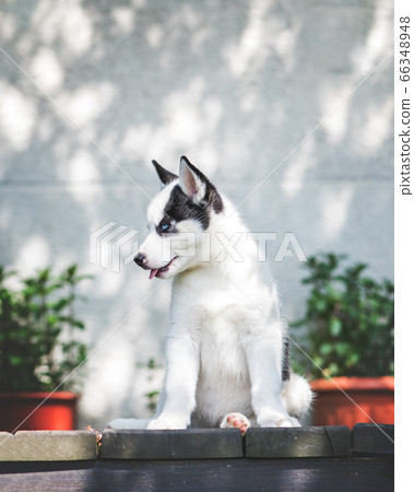 A small white dog puppy breed siberian husky A small white dog puppy breed siberian husky 66348948