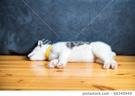 A small white dog puppy breed siberian husky 66348949