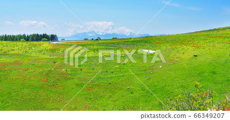 Highland road with blooming renge azaleas (Shinshu Venus Line) 66349207
