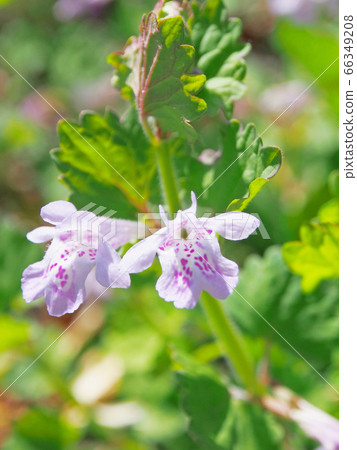 藥用牡蠣花蜜標籤 66349208