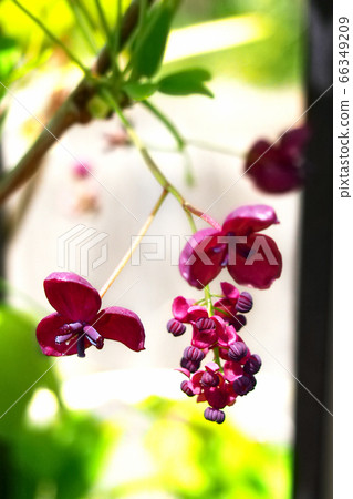 Goyou Akebi male and female flowers mysterious shape 66349209