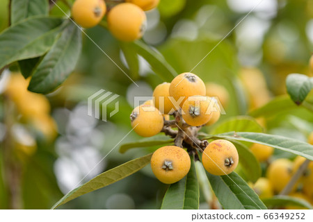 lo的果實已經開始成熟 66349252