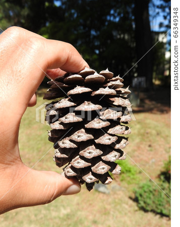Big pine cone of Daioh pine 66349348