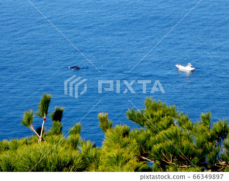Whales seen from the Inazaki Observatory on Zamami Island 66349897
