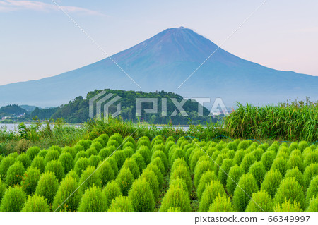 （山梨縣）大石公園的綠色神社富士山 66349997