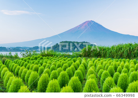 （山梨縣）大石公園的綠色神社富士山 66349998