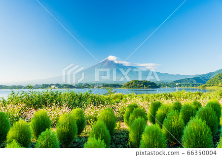 （山梨縣）大石公園的綠色神社富士山 66350004
