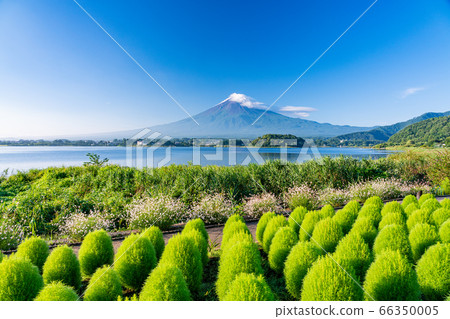 （山梨縣）大石公園的綠色神社富士山 66350005