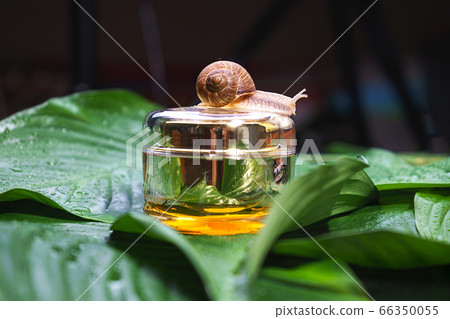 Snail and a jar of skin cream on green leaves. 66350055