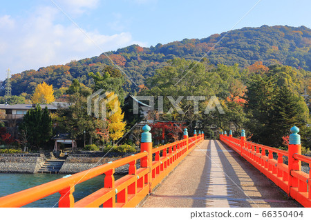 宇治川朝霧大橋與秋色 66350404