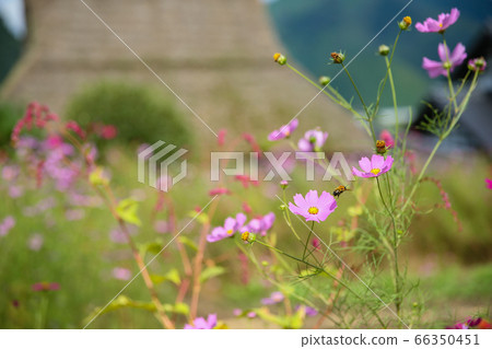 Close-up of pink cosmos and bee on bokeh thatched roof background 66350451