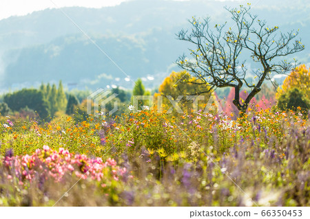 Cosmos shining with backlight Cosmos shining with backlight 66350453