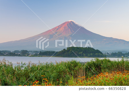 (山梨縣)富士山大石公園,夏天的早晨 (山梨縣)富士山大石公園,夏天的早晨 66350828