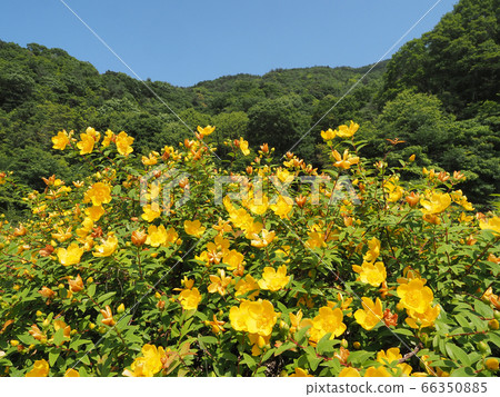 Flowers of Quincebai Flowers of Quincebai 66350885