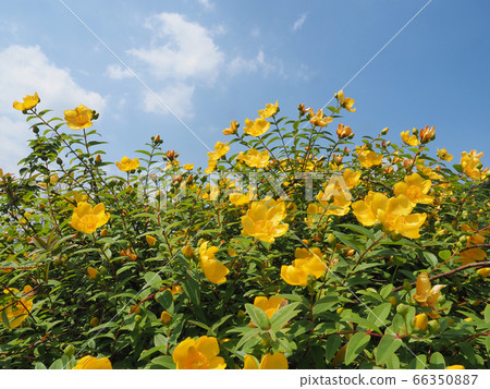 Flowers of Quincebai Flowers of Quincebai 66350887
