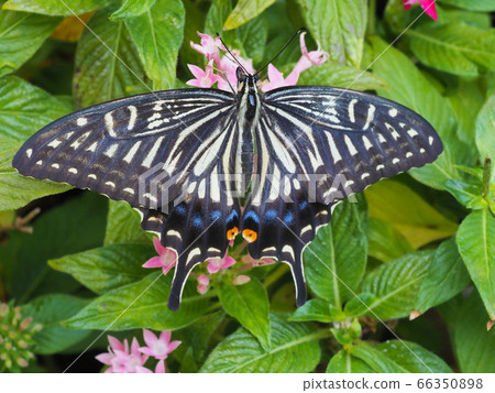 Swallowtail butterfly 66350898