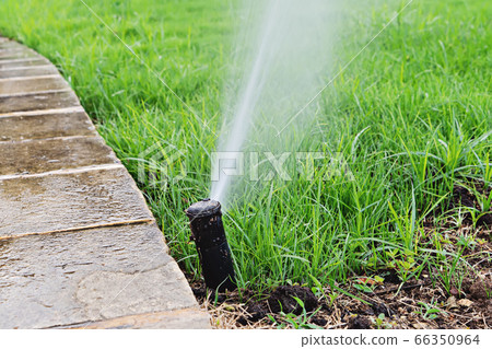 Jet of water from hose of automatic lawn sprinkler Jet of water from hose of automatic lawn sprinkler 66350964