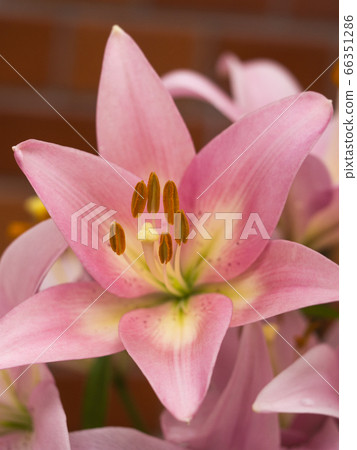 百合 百合 66351286