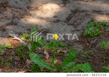 Rustic dandelion Rustic dandelion 66351516